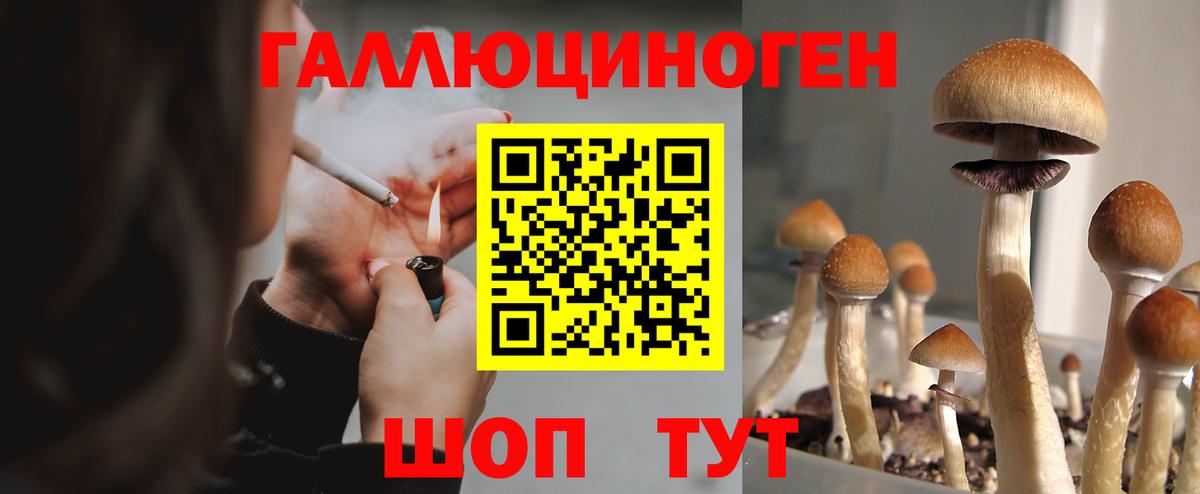 Будённовск  цены наркотик  Вход с VPN  Псилоцибиновые грибы Psilocybe 